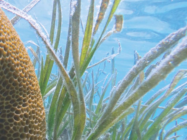 Leben nebeneinander: Korallen und Seegraswiesen in Indonesien. Leben nebeneinander: Korallen und Seegraswiesen in Indonesien.