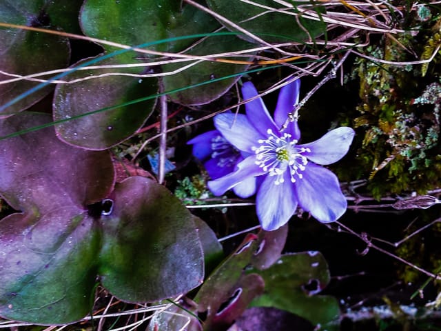 Schöne, blaue Blume in grün-roten Blättern.