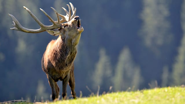 Hirsch mit grossem Geweih beim Röhren. Hirsch mit grossem Geweih beim Röhren.