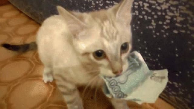 Katze mit Notenbündel im Mund Katze mit Notenbündel im Mund