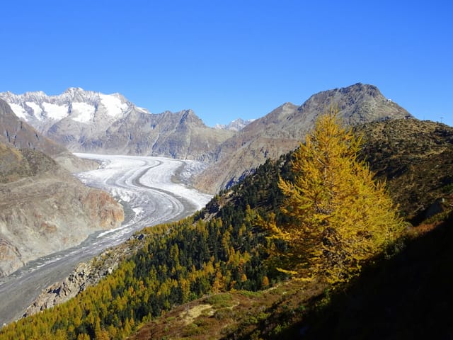 Gletscher, graue Felsen, gelbe Lärchen
