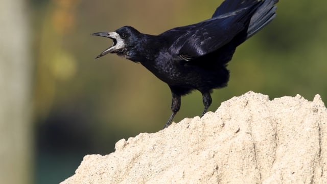 Wie Alt Werden Krähen Wikipedia
