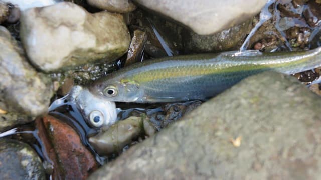 Toter Fisch zwischen Steinen im Wasser. Toter Fisch zwischen Steinen im Wasser.