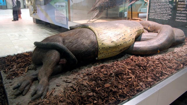what is the largest anaconda ever captured or killed what is the largest anaconda ever captured or killed
