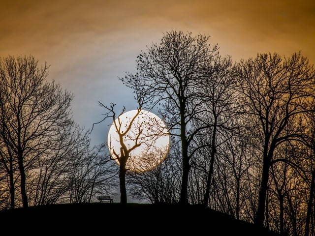 Vollmond hinter Bäumen