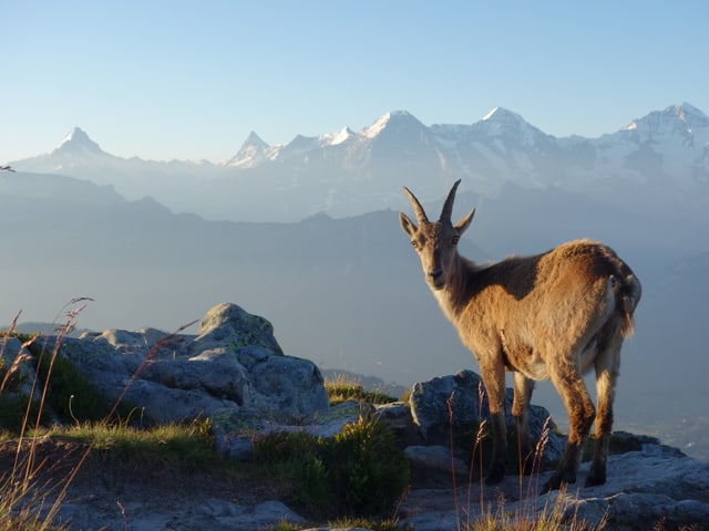Ein Steinbock in Grossaufnahme, sein Blick richtete sich auf den Fotografen, der Boden ist felsig und teils mit Grass bedeckt.