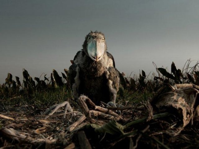 Ein Schuhschnabel-Küken in seinem Nest in der Savanne. Ein Schuhschnabel-Küken in seinem Nest in der Savanne.