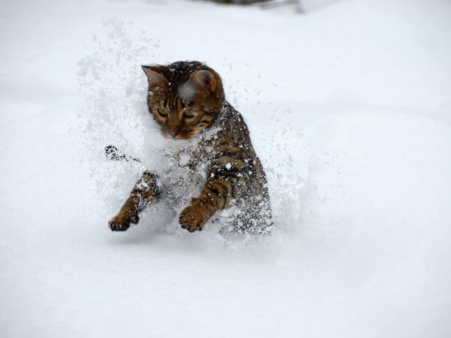 Eine British Cat im Schnee.