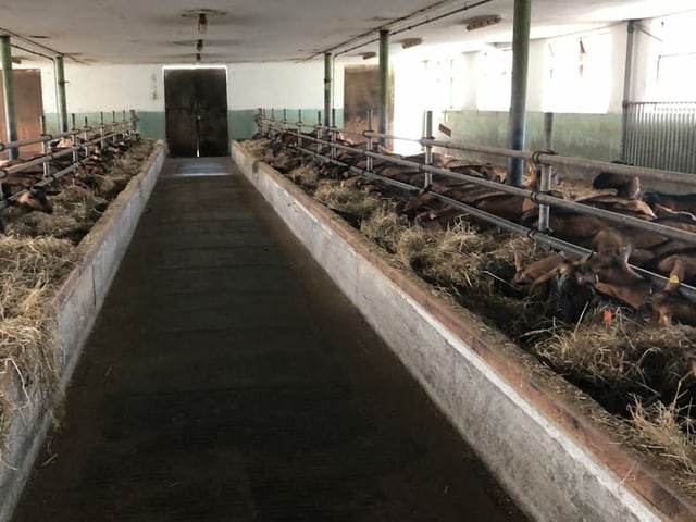 Ziegen in einem Stall Ziegen in einem Stall