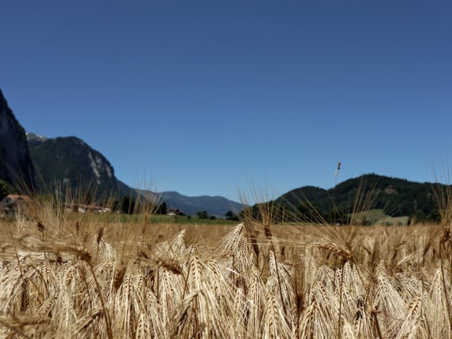 Eine nahezu reifes hellbraunes Gerstenfelde, dahinter bewaldete Berge, alles leuchtet in der Sommersonne bei wolkenlosem Himmel.
