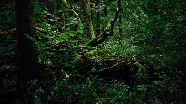 Blick in den Wald. Blick in den Wald.