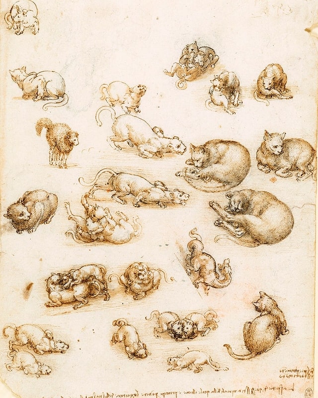 Da Vinci Skizzen: Katzen Da Vinci Skizzen: Katzen