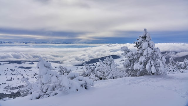 Verschneite Tannen auf dem Chasseral mit Blick Richtung weisses Mittelland. Verschneite Tannen auf dem Chasseral mit Blick Richtung weisses Mittelland.