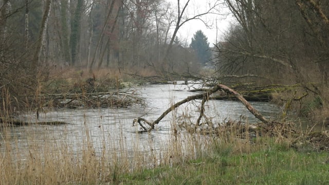 Die Alte Aare bei Dotzigen im Seeland. Die Alte Aare bei Dotzigen im Seeland.
