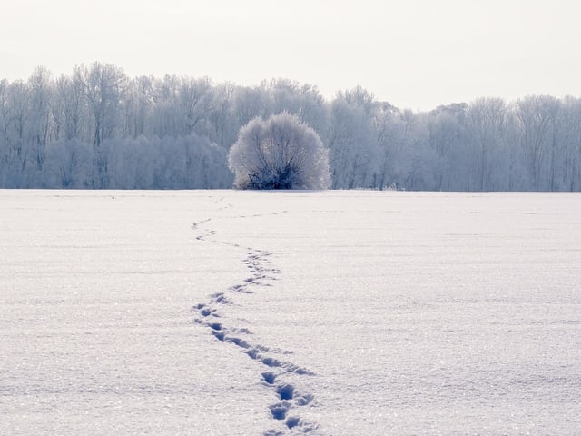 Spuren im Schnee Spuren im Schnee