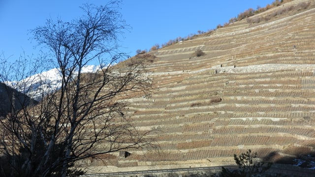 Die Trockensteinmauern stehen im höchsten Weinberg Europas. Die Trockensteinmauern stehen im höchsten Weinberg Europas.