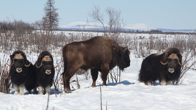 Moschusochsen und ein Wisent in einer Schneelandschaft Moschusochsen und ein Wisent in einer Schneelandschaft