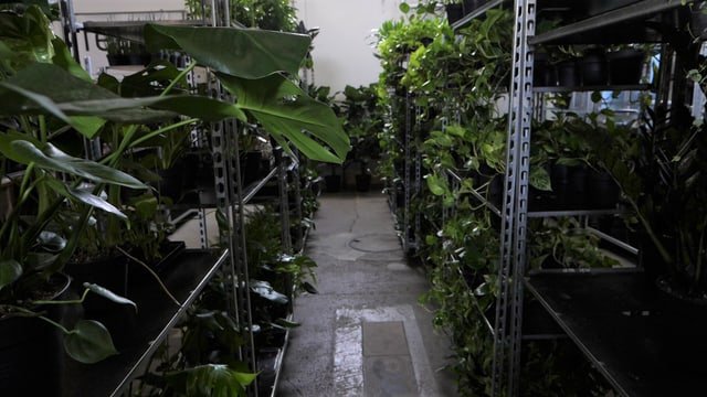 Il magasin da feey cun 1000 plantinas e 40 sorts ord l’Ollanda Il magasin da feey cun 1000 plantinas e 40 sorts ord l’Ollanda