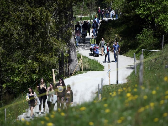 Grosser Andrang auf einem Wandersträsschen in frühlingshafter Landschaft Grosser Andrang auf einem Wandersträsschen in frühlingshafter Landschaft