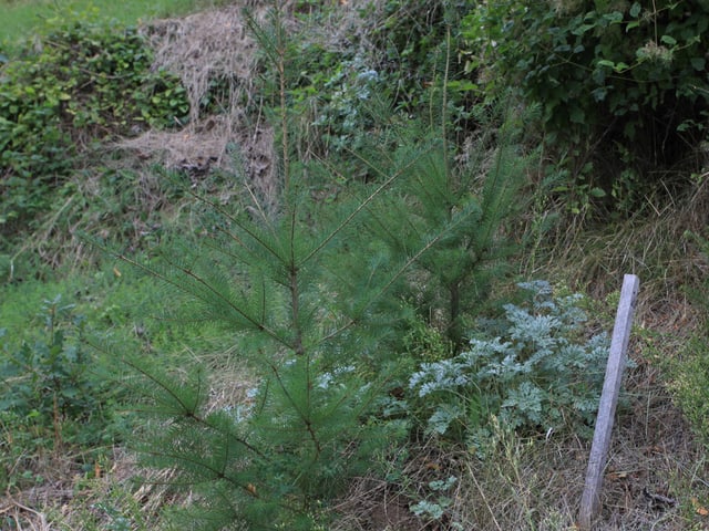Eine Douglasie auf Waldboden. Eine Douglasie auf Waldboden.