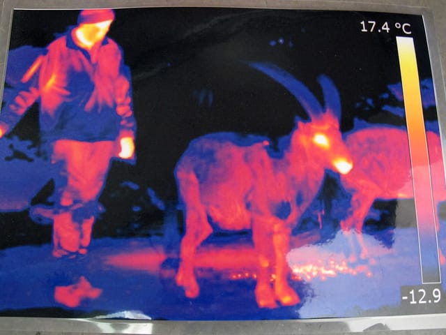 Steinbock und Mensch