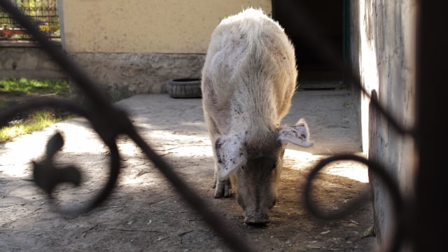 Schwein hinter Gittern. Schwein hinter Gittern.