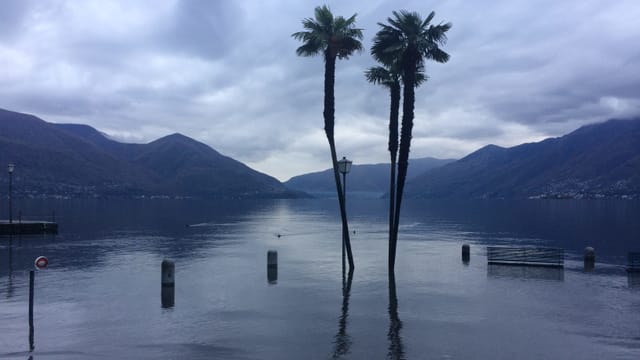 Überflutete Uferpromenade in Ascona. Die Palmen stehen im Wasser. Überflutete Uferpromenade in Ascona. Die Palmen stehen im Wasser.