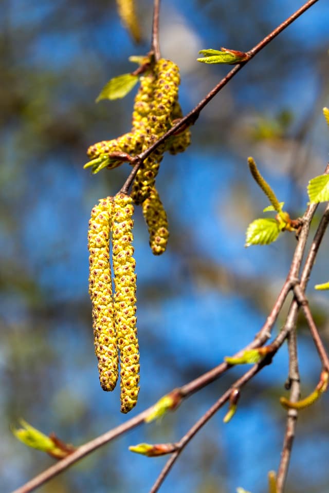 Blüte einer Birke Blüte einer Birke