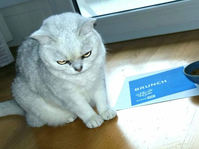 Eine weisse Katze vor einem Fressnapf.