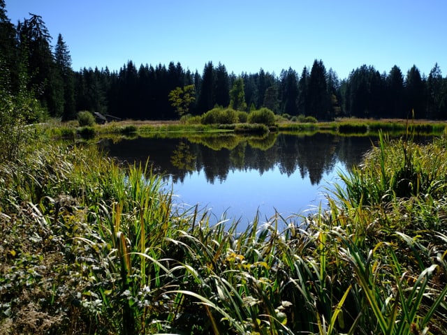 Weiher bei Heimenschwand.