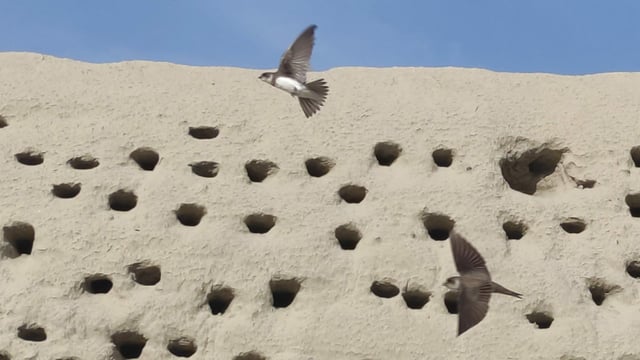Schwalben vor Wand mit Löchern. Schwalben vor Wand mit Löchern.