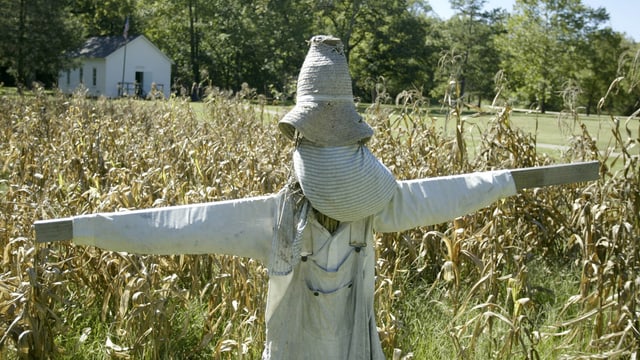 Vogelscheuche in Maisfeld. Vogelscheuche in Maisfeld.
