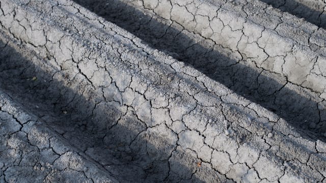Ausgetrocknetes Gemüsebeet Ausgetrocknetes Gemüsebeet