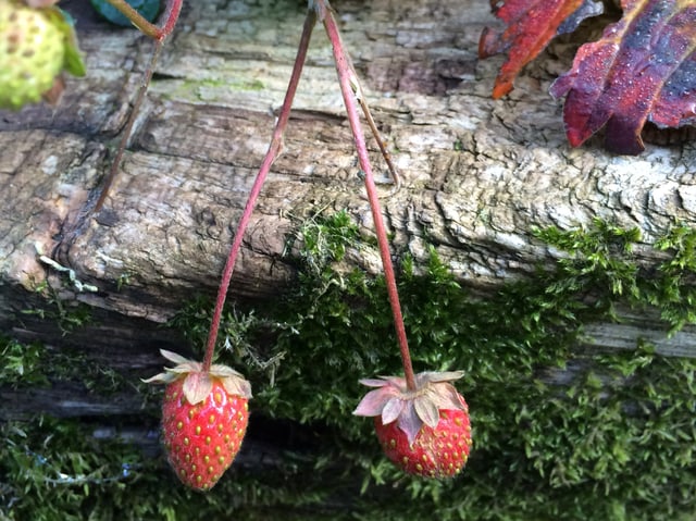 Zwei kleine Erdbeeren.