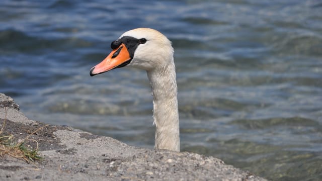 Schwan am Hallwilersee Schwan am Hallwilersee