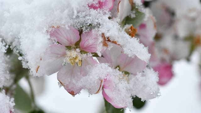 Apfelblüte im Schnee Apfelblüte im Schnee
