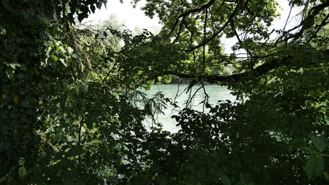 Fluss durch Bäume hindurch gesehen Fluss durch Bäume hindurch gesehen