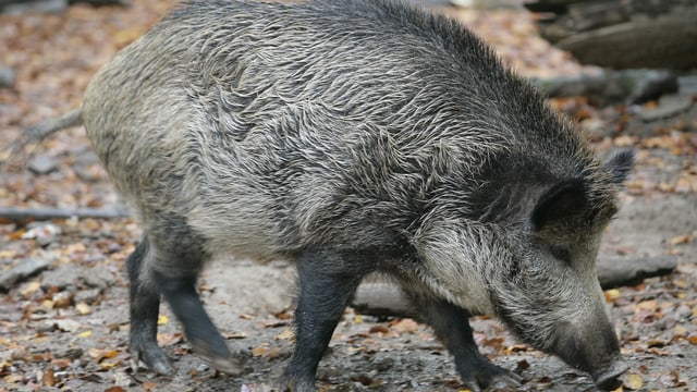Wildschwein im Wald Wildschwein im Wald