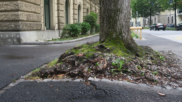Baumstamm mit Wurzel auf Asphaltboden. Baumstamm mit Wurzel auf Asphaltboden.