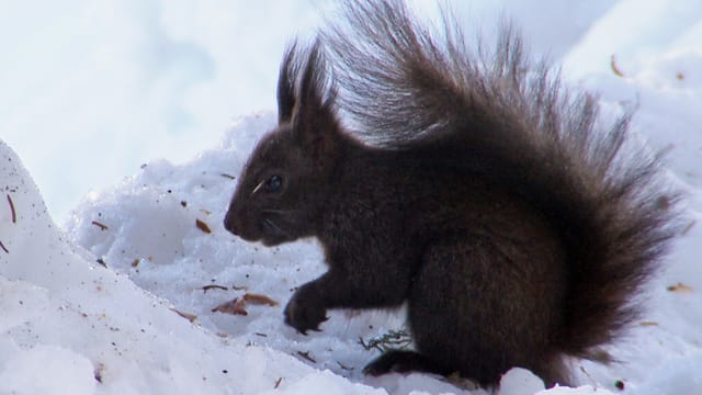 Das Eichhörnchen vergräbt seine Nüsse als Wintervorrat. Die Nüsse, die es vergisst, treiben im nächsten Frühjahr aus Das Eichhörnchen vergräbt seine Nüsse als Wintervorrat. Die Nüsse, die es vergisst, treiben im nächsten Frühjahr aus