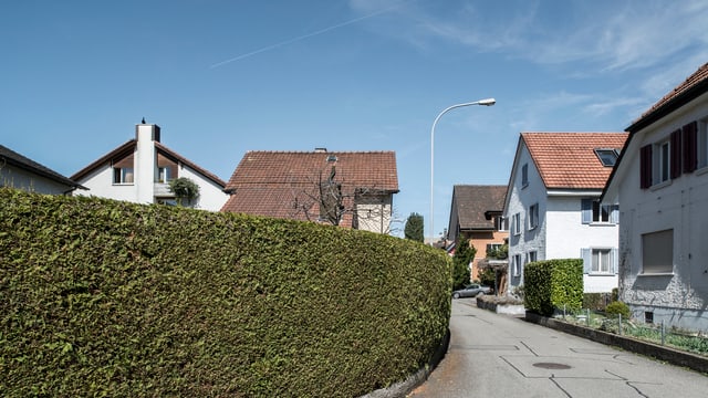 Hecke, kleine Strasse, Häuser. Hecke, kleine Strasse, Häuser.
