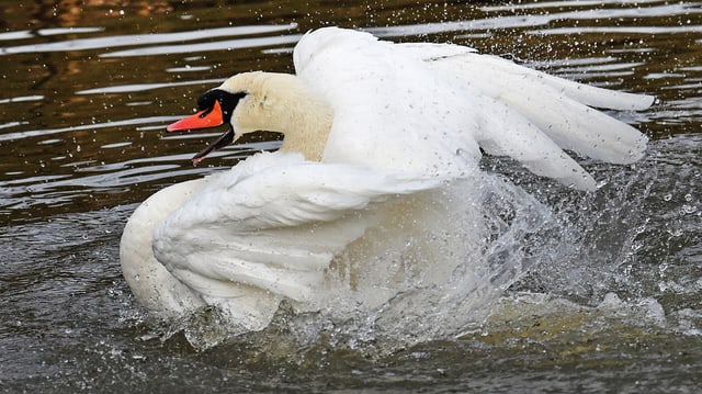 Schwan planscht im Wasser Schwan planscht im Wasser