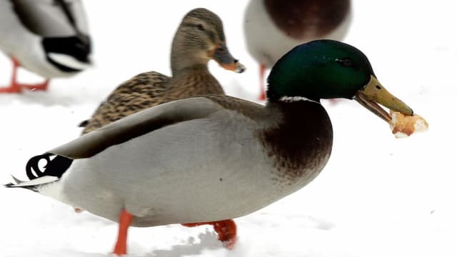 Ente Ente
