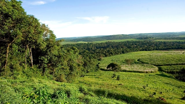 Zuckerrohr-Plantage im Süden Ugandas. Zuckerrohr-Plantage im Süden Ugandas.