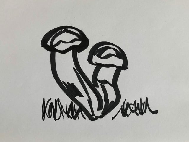 Zeichnung mit zwei Matsutake-Pilzen Zeichnung mit zwei Matsutake-Pilzen