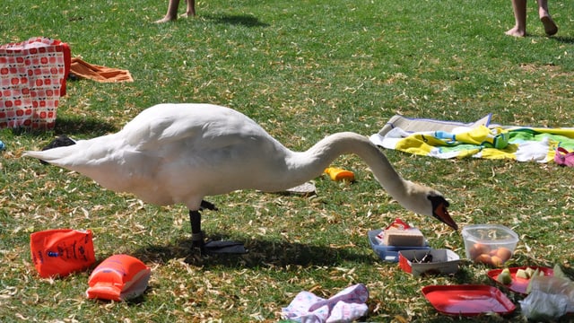 Schwan pickt Früchte von Badegästen weg Schwan pickt Früchte von Badegästen weg