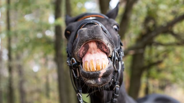 Ein Pferd wiehert hässlich in die Kamera Ein Pferd wiehert hässlich in die Kamera