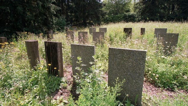 Eine Grabreihe mit viel Gras im Zürcher Friedhof Nordheim Eine Grabreihe mit viel Gras im Zürcher Friedhof Nordheim