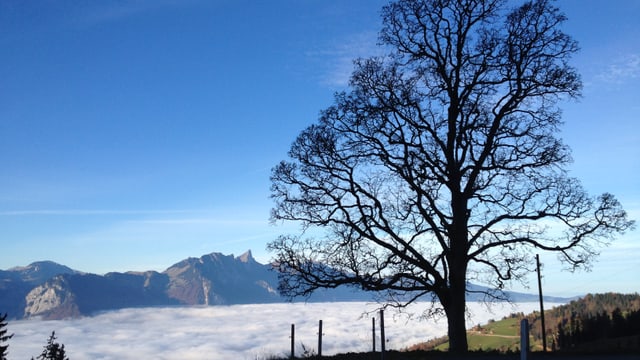 Wie hier in Sigriswil war es oft sonnig. Nebel war auch im Flachland eher die Ausnahme. Wie hier in Sigriswil war es oft sonnig. Nebel war auch im Flachland eher die Ausnahme.