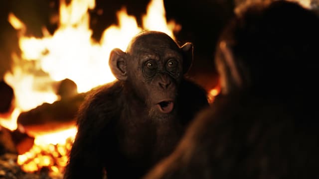 Affe vor dem Feuer Affe vor dem Feuer